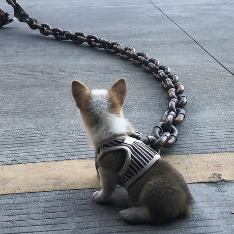 Lew's Flex Chain Leash