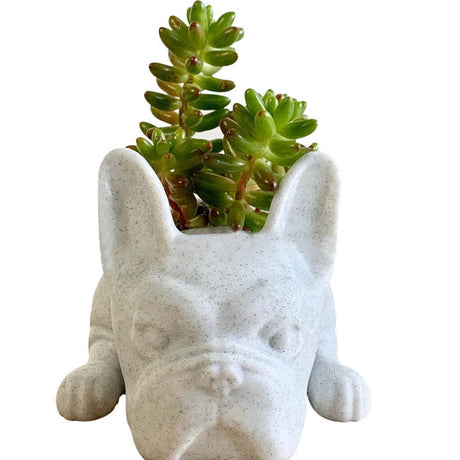 Lew's Planter Pup